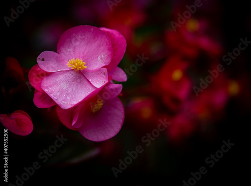 pink wax begonia in a flower bed 