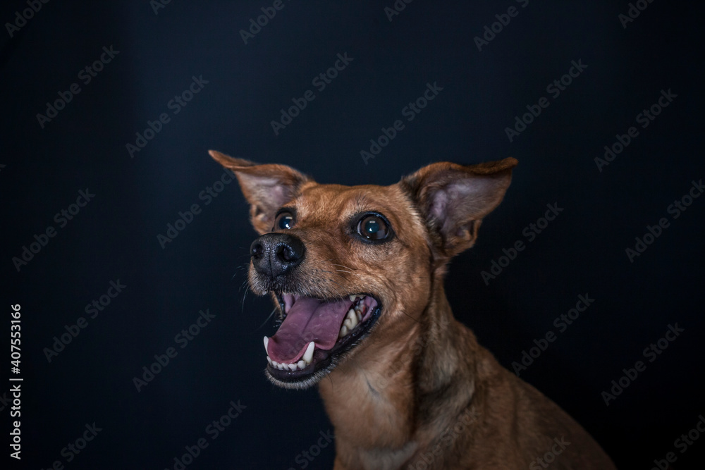 Dog catching a treat in the photo studio Dog catching a treat in the photo studio