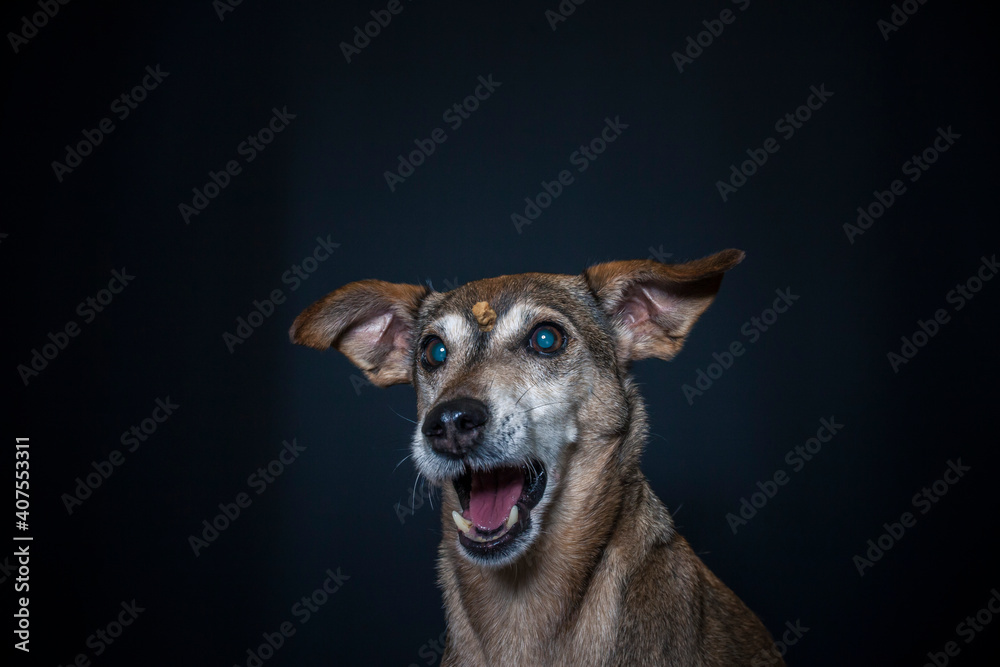 Dog catching a treat in the photo studio