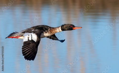 Red-breasted merganser (Mergus serrator) drake flying over tidal marsh, Galveston, Texas, USA. photo