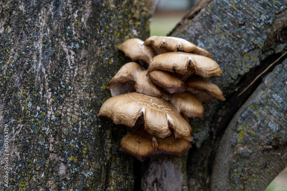mushrooms on a tree
