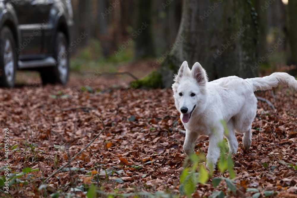 White Swiss Shepherd running on the background of the car White Swiss Shepherd running on the background of the car