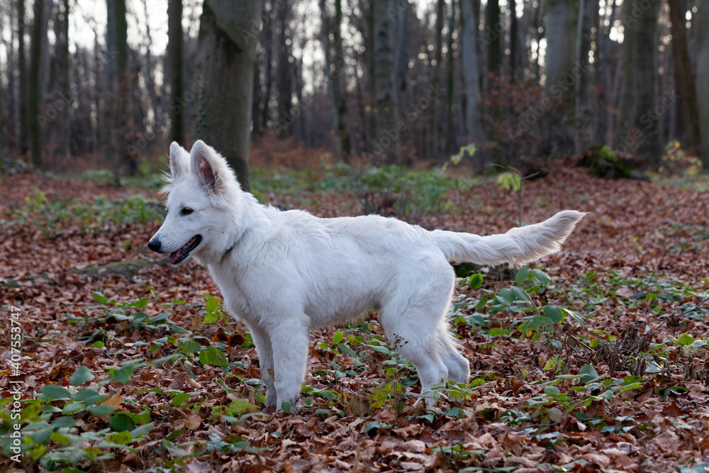 White Swiss Shepherd in a European forest White Swiss Shepherd in a European forest