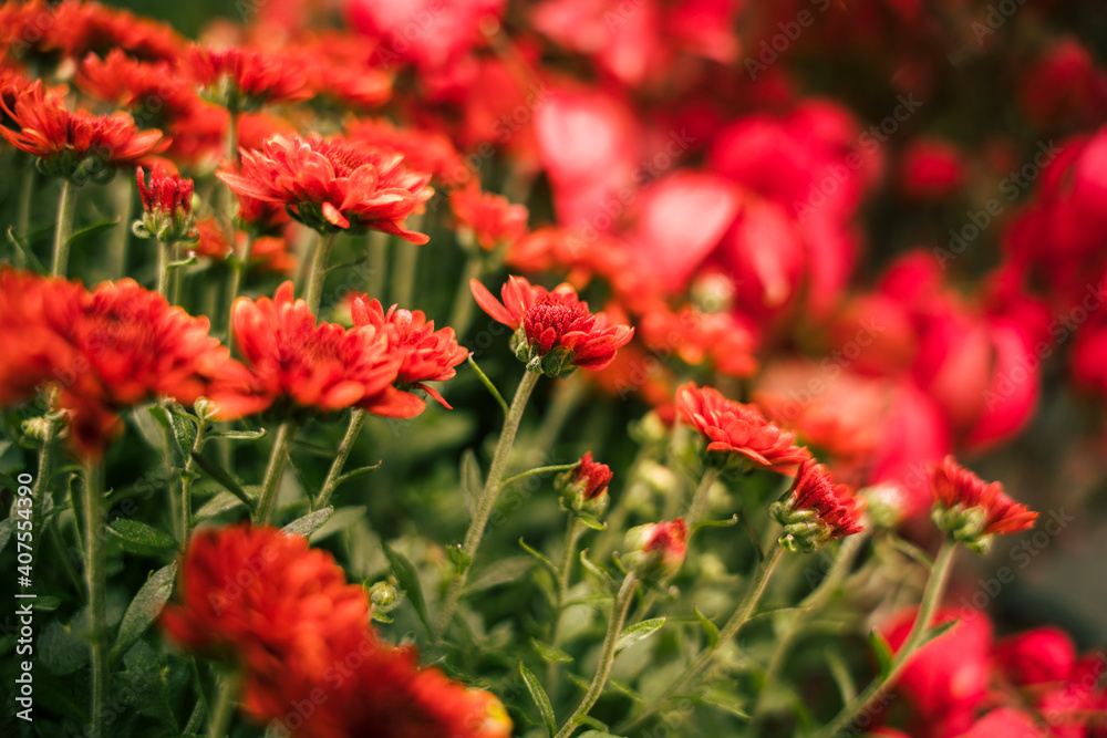 red and yellow flowers