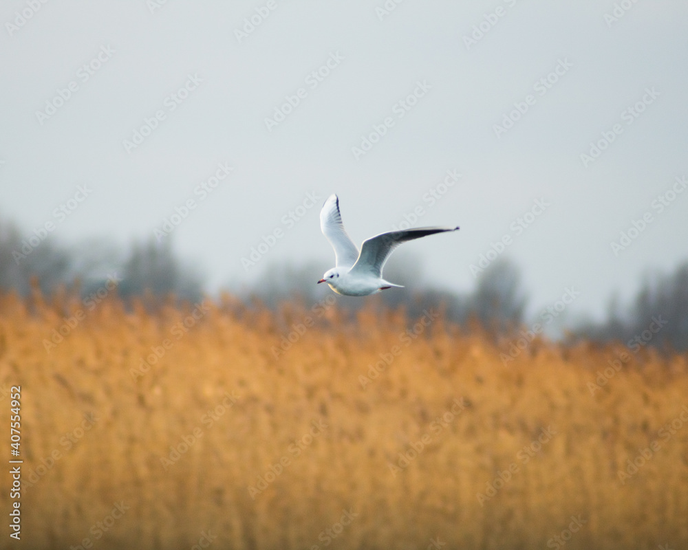 seagull in flight