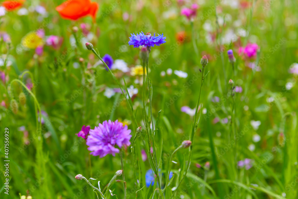 Beautiful colorful blooming meadow with wildflowers, (Close-up). Beautiful colorful blooming meadow with wildflowers, (Close-up).