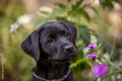 Wallpaper Mural Labrador Welpe in Blumenwiese. Torontodigital.ca
