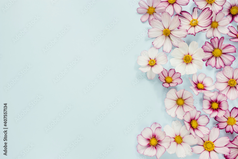 Floral composition. Pink flowers cosmos on blue background. Spring, summer concept. Flat lay, top view, copy space.