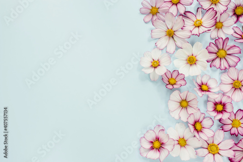 Floral composition. Pink flowers cosmos on blue background. Spring, summer concept. Flat lay, top view, copy space.