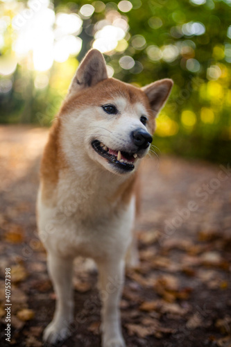 Shiba Inu beim spazieren gehen im Wald.