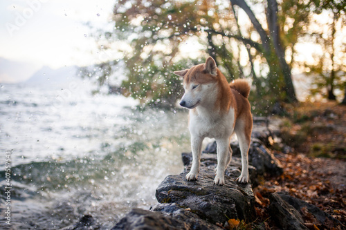 Shiba Inu steht auf Steinen neben dem Wasser.