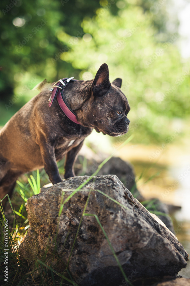 Französische Bulldogge steht auf einem Stein im Park. Französische Bulldogge steht auf einem Stein im Park.