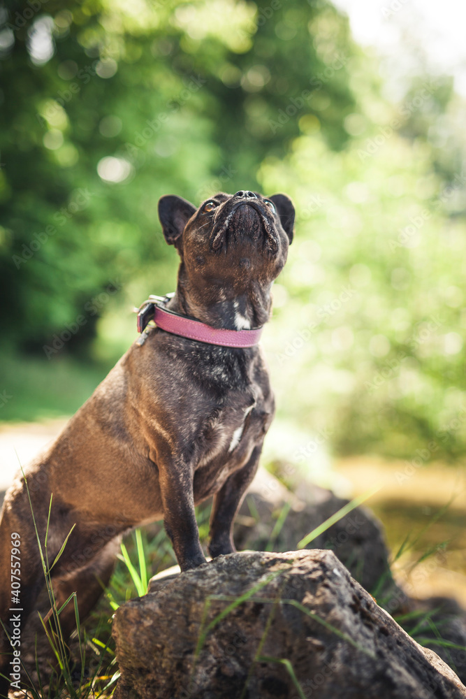 Französische Bulldogge sitzt auf einem Stein im Park.