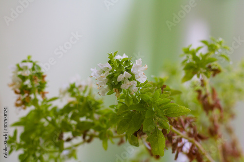 White basil flower and green leaves of basil.