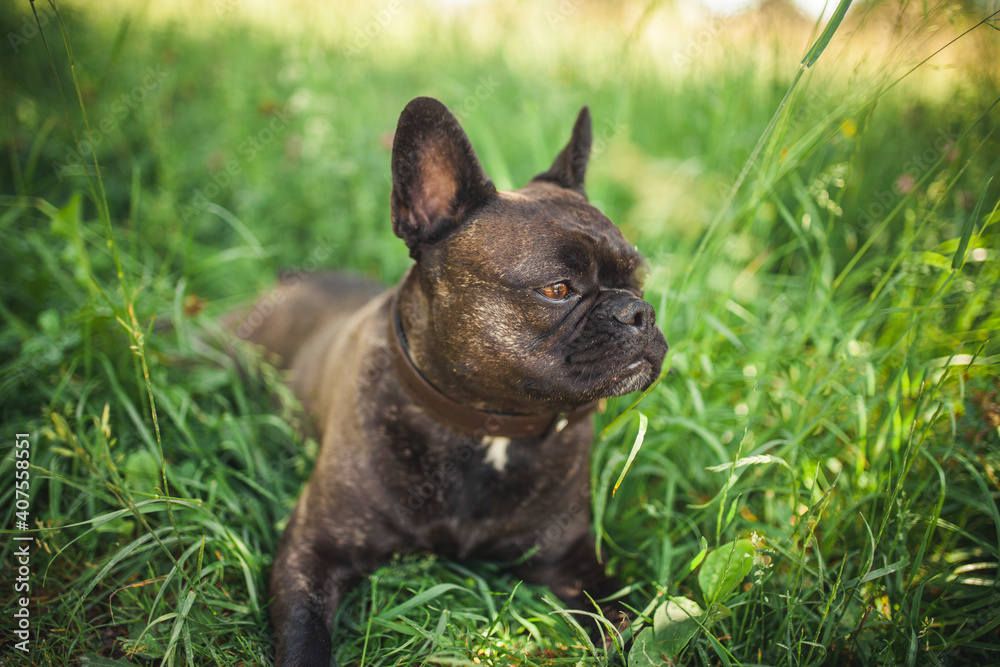 Französische Bulldogge liegt im Gras. Französische Bulldogge liegt im Gras.