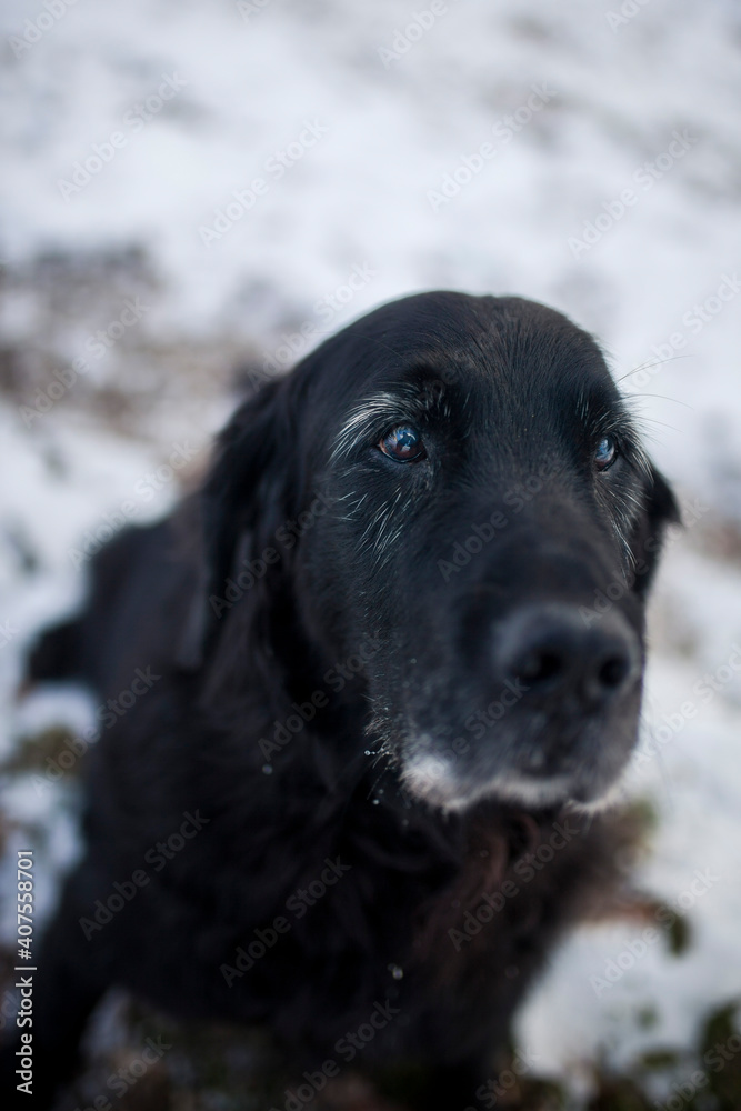Flat coatet Retriver im Wald. Hund sitzt im Schnee. Flat coatet Retriver im Wald. Hund sitzt im Schnee.