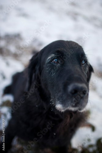Flat coatet Retriver im Wald. Hund sitzt im Schnee.