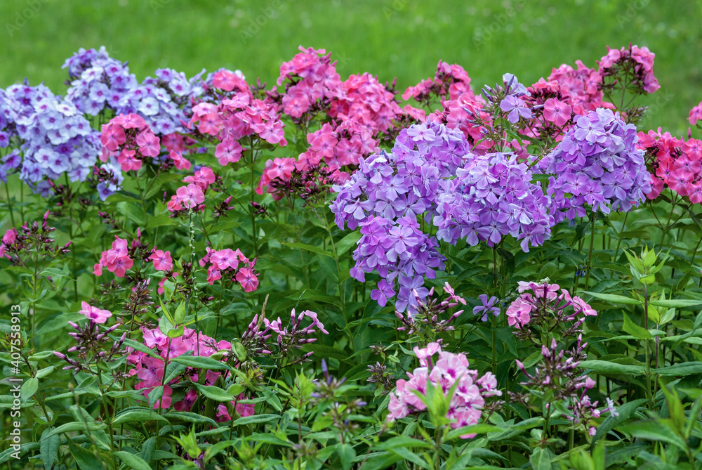 Garden phlox flowers growing as blooming border plants