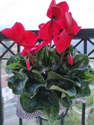 bouquet of roses