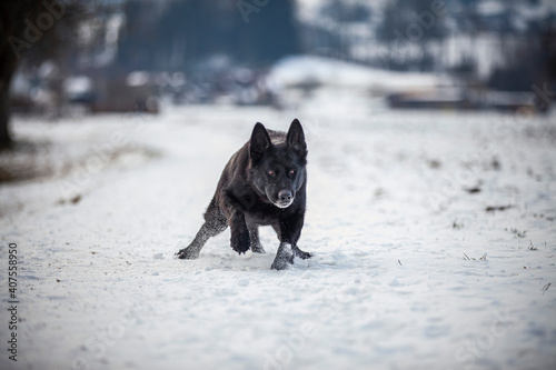 Schwarzer Schäferhund auf einer verschneiten Wiese. Hund beim Laufen