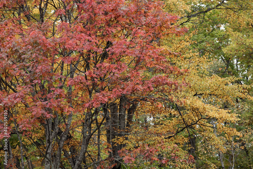 Fototapeta premium 紅葉