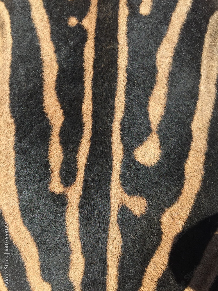 Close up of the back of a Burchell Zebra showing the unique stripes. A zebra's stripes are as unique as a humans fingerprint. The baby zebra Close up of the back of a Burchell Zebra showing the unique stripes. A zebra's stripes are as unique as a humans fingerprint. The baby zebra