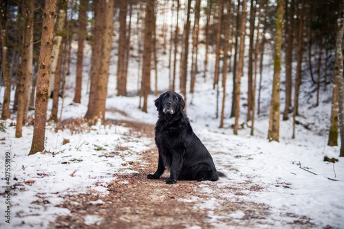 Flat coatet Retriver im Wald. Hund sitzt im Schnee