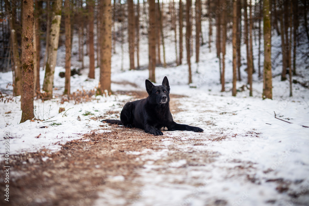 Schwarzer Schäferhund im Wald. Hund sitzt neben einem Fluss. Schwarzer Schäferhund im Wald. Hund sitzt neben einem Fluss.
