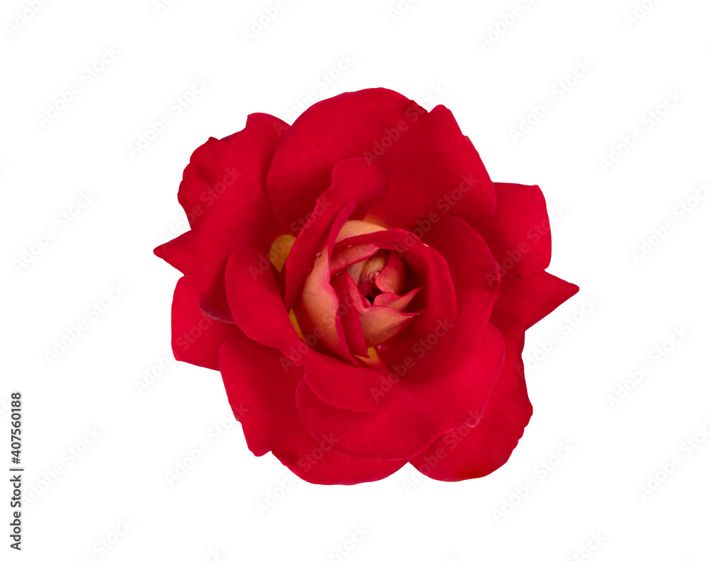 The beautiful single red rose on white background The beautiful single red rose on white background