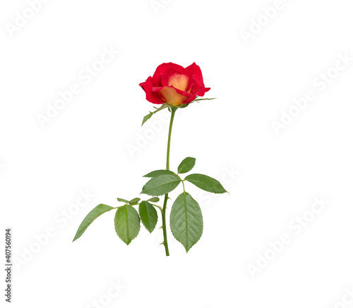 The beautiful single red rose on white backgrounds