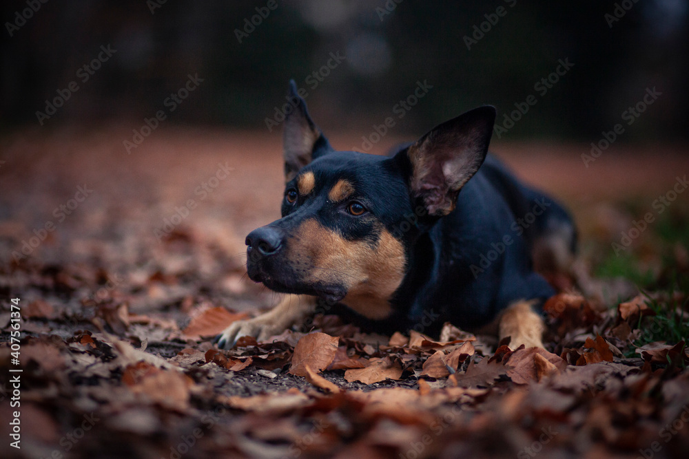 Potrait von einem Australian Kelpie im Herbst. australischer schwarzer Hund im Laub. Potrait von einem Australian Kelpie im Herbst. australischer schwarzer Hund im Laub.