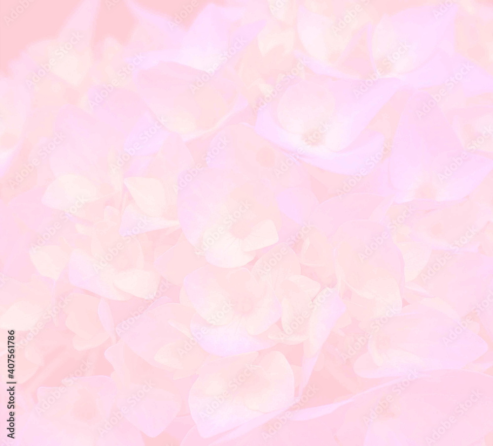 Flower texture and pattern. Hydrangea flowers on delicate pink background close up.