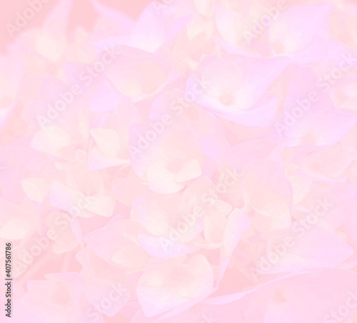Flower texture and pattern. Hydrangea flowers on delicate pink background close up.