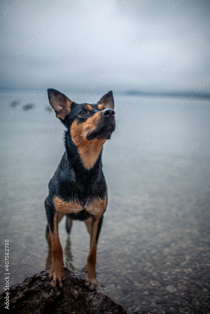 Australian Kelpie im Wasser. australischer Hund beim See im Nebel. Australian Kelpie im Wasser. australischer Hund beim See im Nebel.