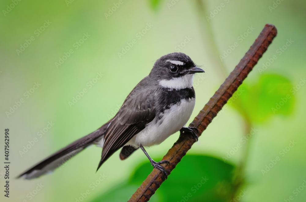 Fototapeta premium Pied Fantail