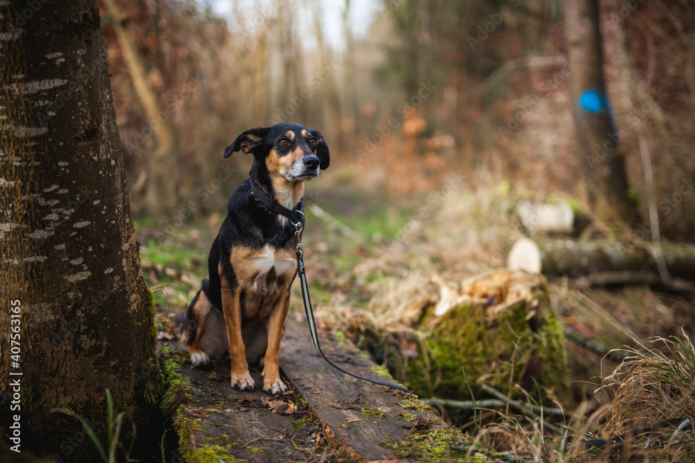 Portrait von einem Mischling Hund im Wald. Spaziergang mit einem mixed breed an der Leine