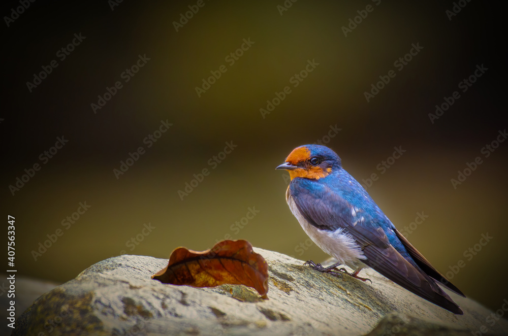 Fototapeta premium Pacific Swallow