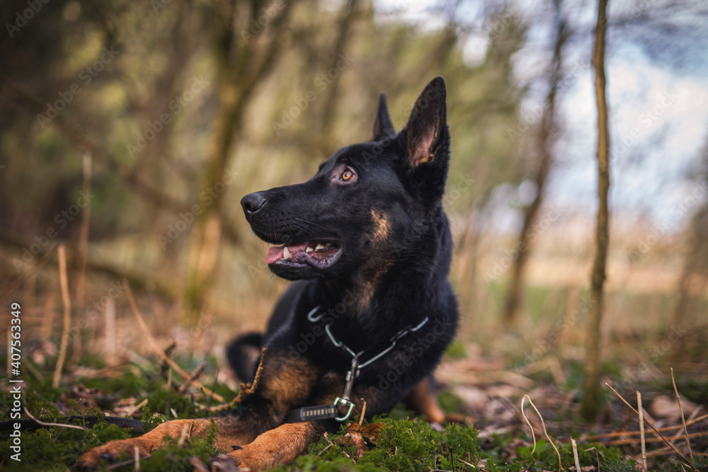 Portrait von einem deutschen schäferhund in der Natur. Schwarzer hirte hund draußen im Wald und beim See. Portrait von einem deutschen schäferhund in der Natur. Schwarzer hirte hund draußen im Wald und beim See.
