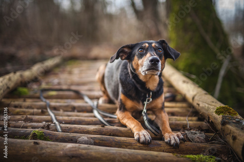 Portrait von einem Mischling Hund im Wald. Spaziergang mit einem mixed breed an der Leine © lichtflut_photo