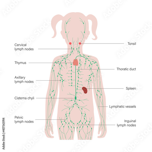 Lymphatic System Concept