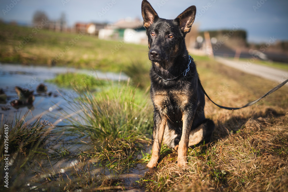 Portrait von einem deutschen schäferhund in der Natur. Schwarzer hirte hund draußen im Wald und beim See. Portrait von einem deutschen schäferhund in der Natur. Schwarzer hirte hund draußen im Wald und beim See.