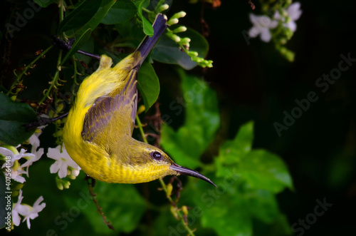 Olive-Backed Sunbird