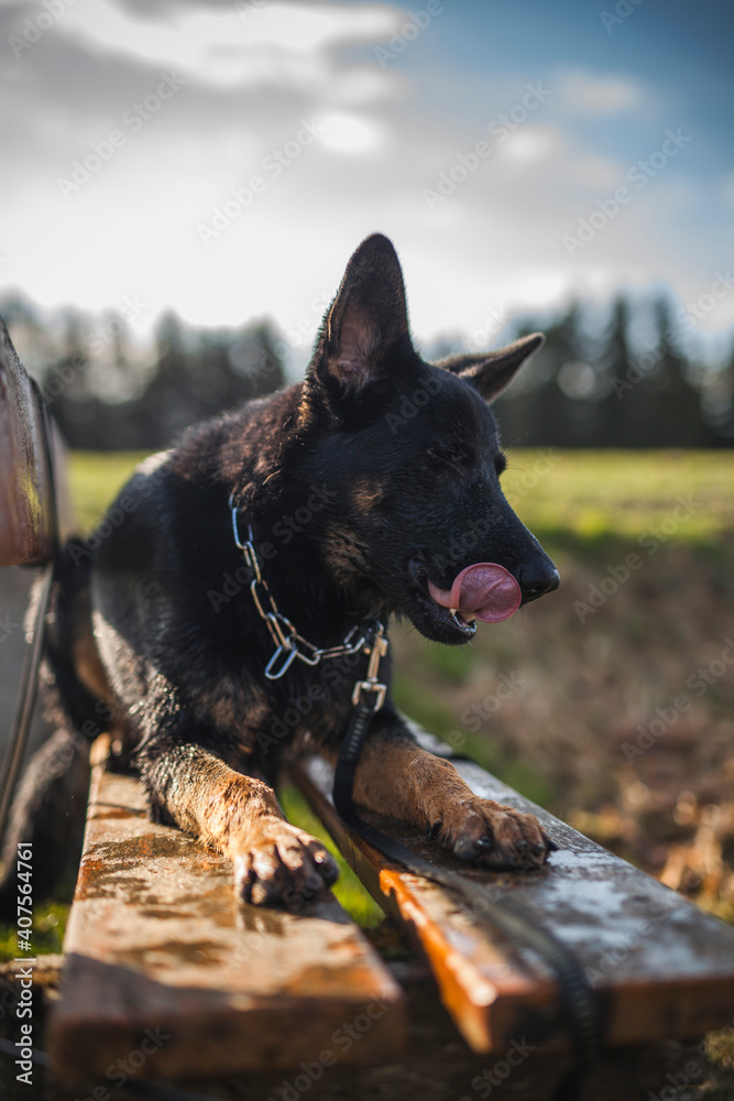 Portrait von einem deutschen schäferhund in der Natur. Schwarzer hirte hund draußen im Wald und beim See. Portrait von einem deutschen schäferhund in der Natur. Schwarzer hirte hund draußen im Wald und beim See.