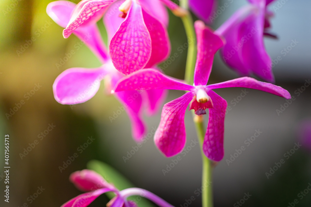 Beautiful blooming orchids in forest Beautiful blooming orchids in forest