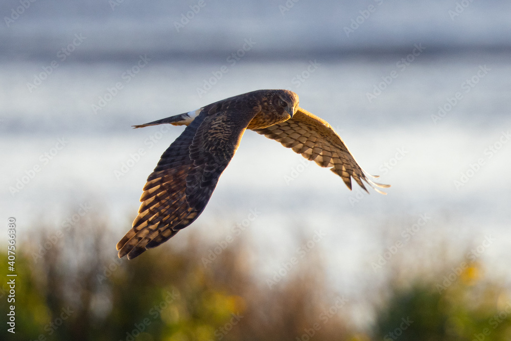 Obraz premium Extremely close view of a female hen harrier (Northern harrier) flying in beautiful light, seen in the wild in North California.