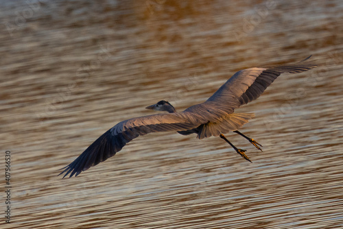 Great blue heron flying in beautiful sunset light, seen in a North California marsh photo