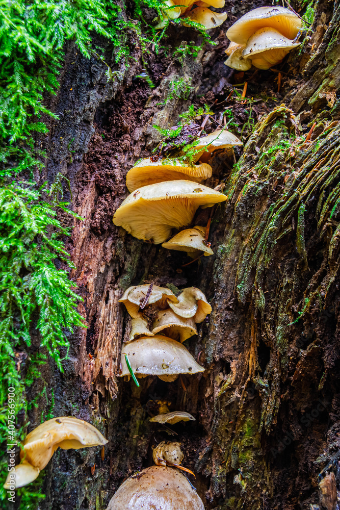 Wild mushrooms growing on the side of a tree in a very wet forest. Wild mushrooms growing on the side of a tree in a very wet forest.