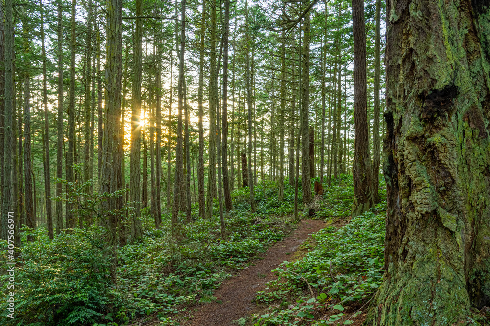 A trail in a lush green forest with tall pine trees backlit by the sun. A trail in a lush green forest with tall pine trees backlit by the sun.
