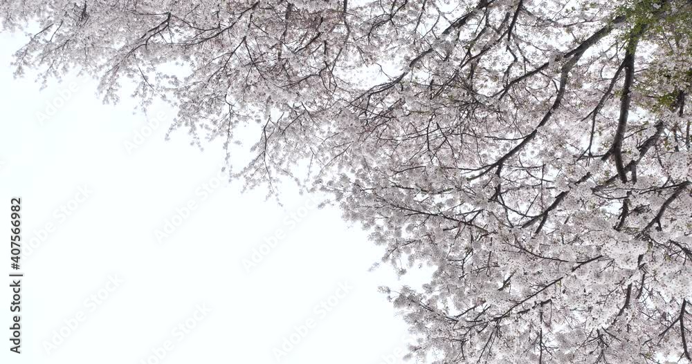 風に揺れる桜の花 固定カメラで撮影