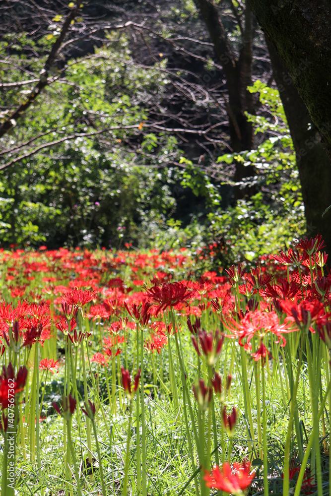 日本の秋の風景 彼岸花 ヒガンバナ 赤い 花 群生 日本の秋の風景 彼岸花 ヒガンバナ 赤い 花 群生
